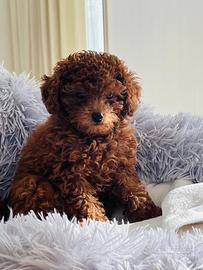 Barboncino mini toy red