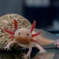 Axolotl leucistico