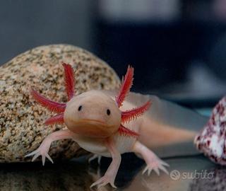 Axolotl leucistico