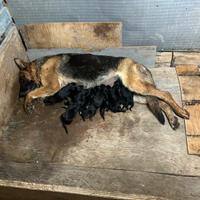 Cuccioli di pastore tedesco