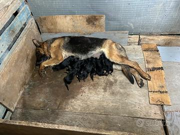 Cuccioli di pastore tedesco