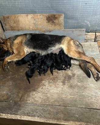 Cuccioli di pastore tedesco
