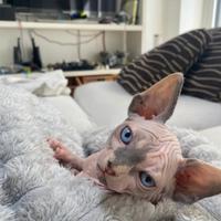 Cuccioli Sphynx gatto