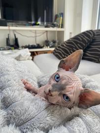 Cuccioli Sphynx gatto