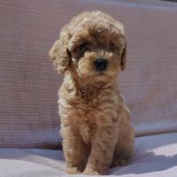 Cucciola Barboncina Toy Femmina Red Barboncino