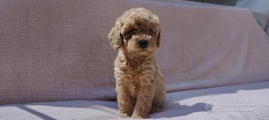 Cucciola Barboncina Toy Femmina Red Barboncino