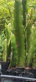 pitaya 1 pianta  radicata costa rica autofertile