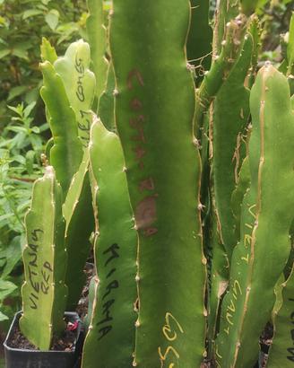 pitaya 1 pianta  radicata costa rica autofertile