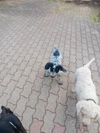 Cani da tartufo