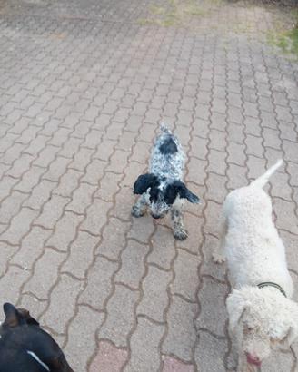 Cani da tartufo
