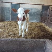 Vitello pezzata rossa puro