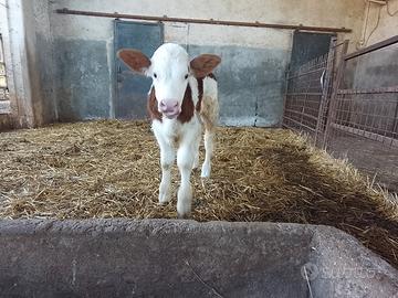 Vitello pezzata rossa puro