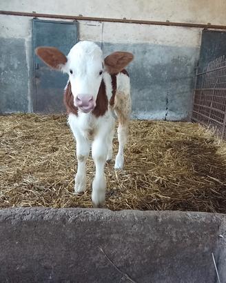 Vitello pezzata rossa puro