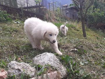Ultime cucciole di cane da montagna dei Pirenei