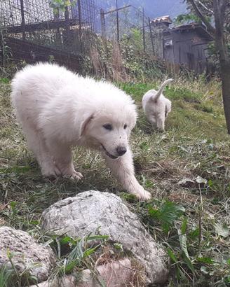 Ultime cucciole di cane da montagna dei Pirenei