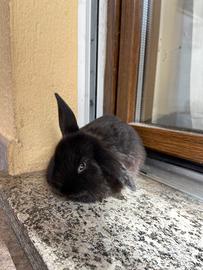 Cucciolo coniglio ariete nano