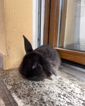 Cucciolo coniglio ariete nano
