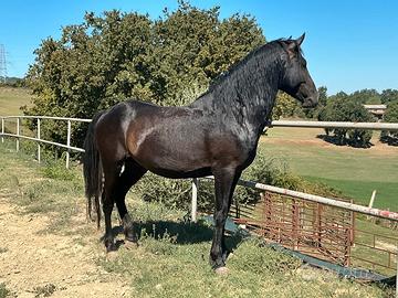 Cavallo