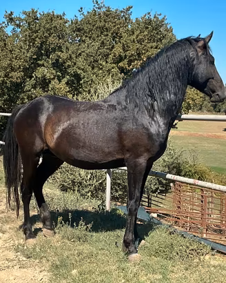 Cavallo