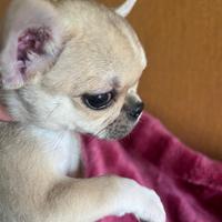 Micro Chihuahua SUPER SUPER TOY da adulto 1 kilo