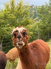 Femmine di alpaca