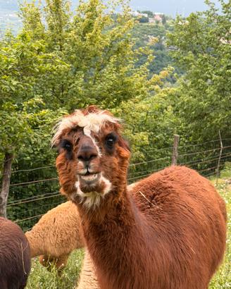 Femmine di alpaca