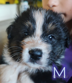 Pastore Australiano - Australian Shepherd