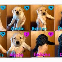 Cuccioli di Labrador Retriver di alta genealogia