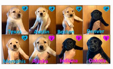 Cuccioli di Labrador Retriver di alta genealogia