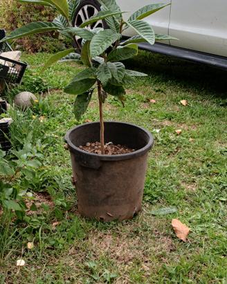 albero di nespolo giapponese