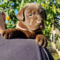 Labrador chocolate con pedigree enci selezionato