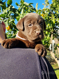 Labrador chocolate con pedigree enci selezionato