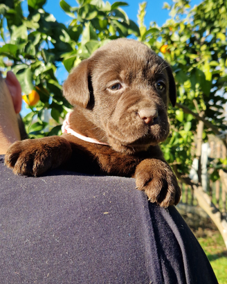 Labrador chocolate con pedigree enci selezionato