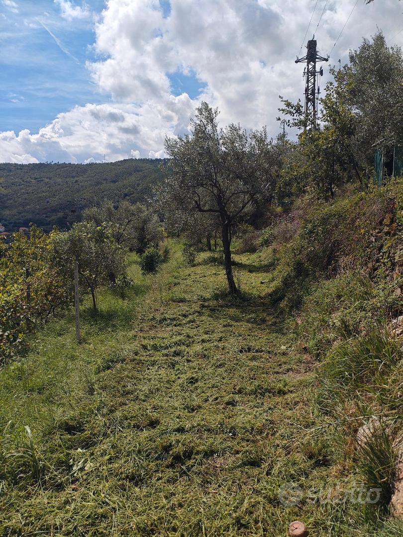Terreno agricolo uliveto - Vista 4