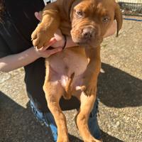 Dogue de bordeaux
