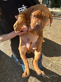 Dogue de bordeaux