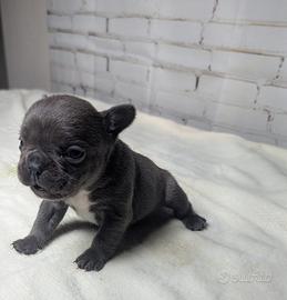 Bulldog francesi cuccioli esotici