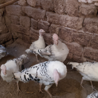 Tacchini ermellinati