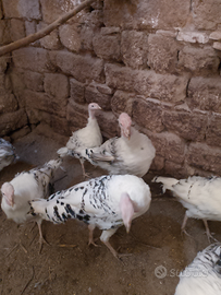 Tacchini ermellinati