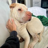 Shar Pei Femmina Adozione