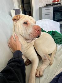 Shar Pei Femmina Adozione