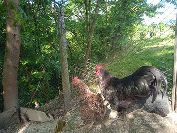 Gallo australop