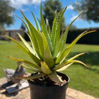 Pianta di aloe Arborescens