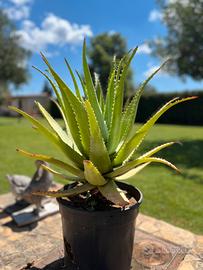 Pianta di aloe Arborescens