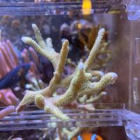 Talee Montipora Digitata Verde