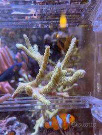 Talee Montipora Digitata Verde