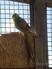 Parrochetti dal groppone rosso