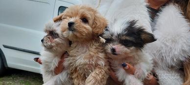 Maltipoo toy e barboncini