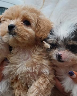 Maltipoo toy e barboncini