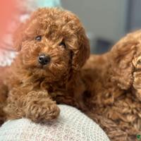 Cuccioli di barboncini toy maschi femmine